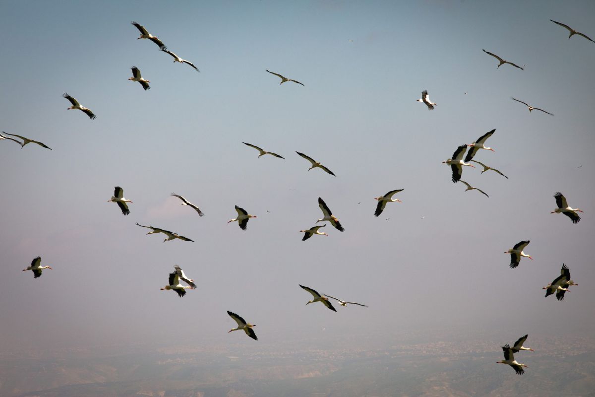 נדידת הסתיו: מאות חסידות לבנות קפצו לביקור
