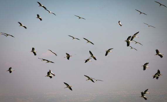נדידת הסתיו: מאות חסידות לבנות קפצו לביקור