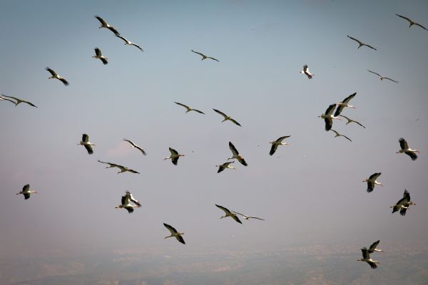 נדידת הסתיו: מאות חסידות לבנות קפצו לביקור