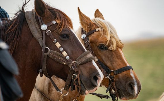 במהלך הרכיבה: נפצעה בינוני לאחר שנפלה מסוס