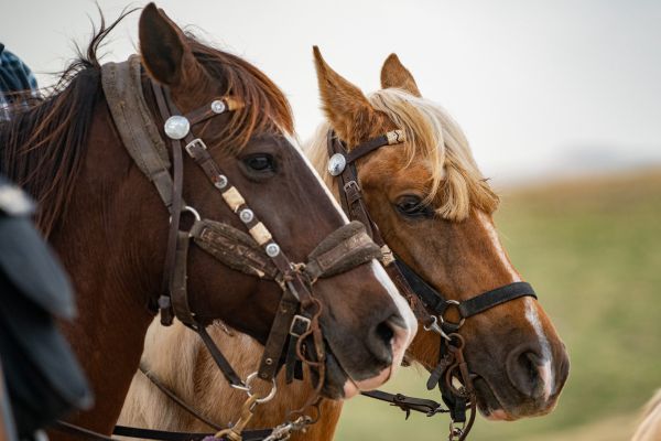 במהלך הרכיבה: נפצעה בינוני לאחר שנפלה מסוס
