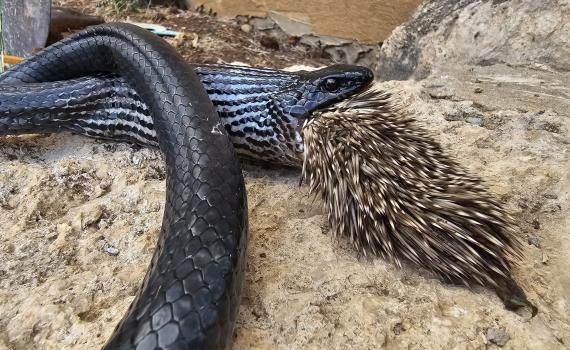אירוע חריג: נחש ניסה לאכול קיפוד – ומת מהקוצים