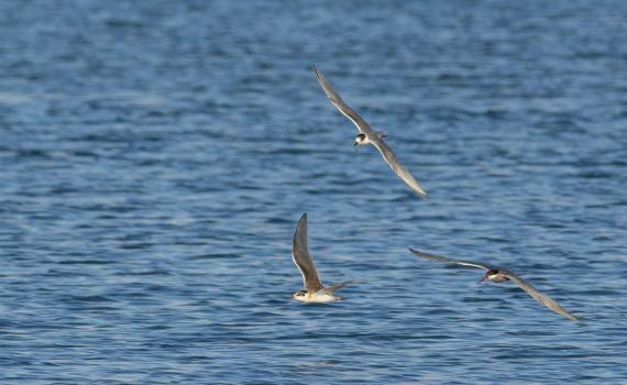 תיעוד מרהיב: מאות ציפורים בטירוף ציד דגיגונים בים סוף