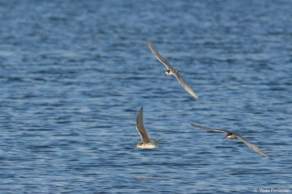 תיעוד מרהיב: מאות ציפורים בטירוף ציד דגיגונים בים סוף