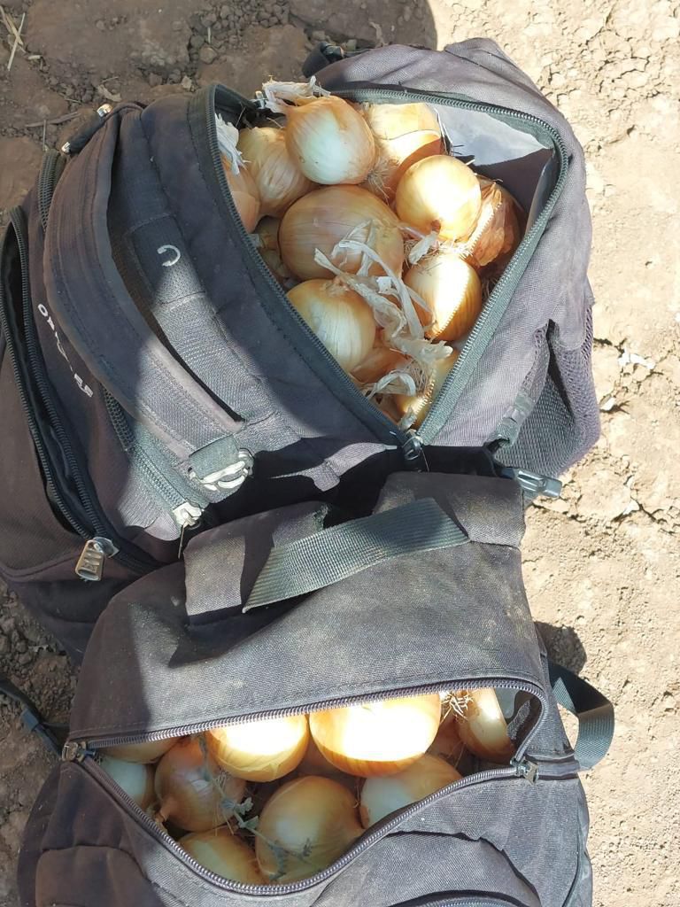 עמק יזרעאל: חשודים גנבו עשרות ק"ג של יבול – ונעצרו