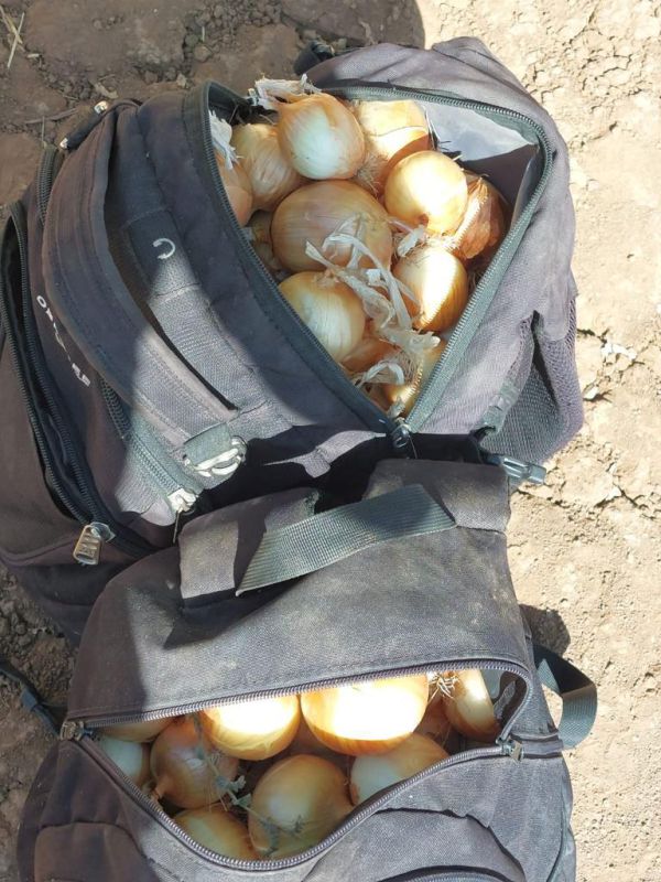 עמק יזרעאל: חשודים גנבו עשרות ק"ג של יבול – ונעצרו