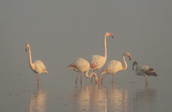 האגם נצבע בורוד: להקת פלמינגו נחתה בישראל