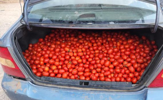 2 ערביות נתפסו עם מאות ק"ג עגבניות גנובות