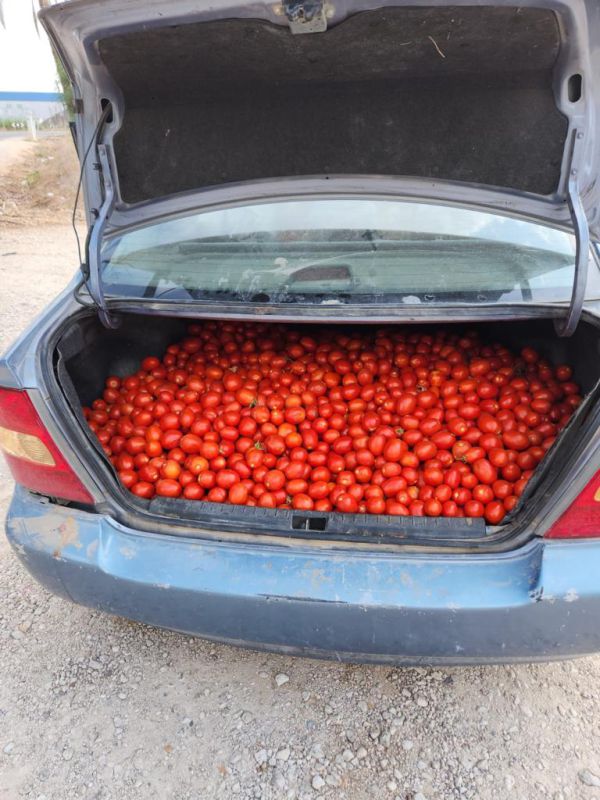 2 ערביות נתפסו עם מאות ק"ג עגבניות גנובות