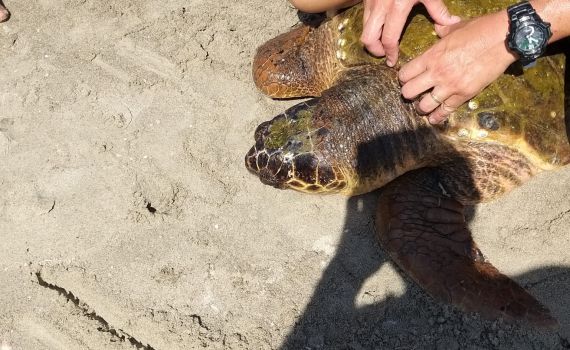 חוף קריית חיים: מצילים חילצו צב במצוקה