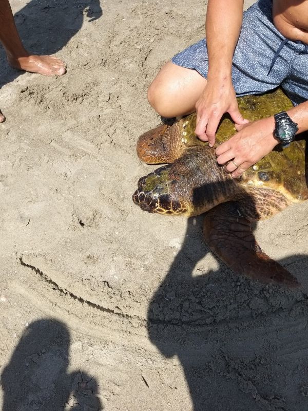 חוף קריית חיים: מצילים חילצו צב במצוקה