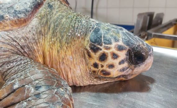 הצב נלכד בקרס החכה, מצילי החוף דאגו לחילוצו