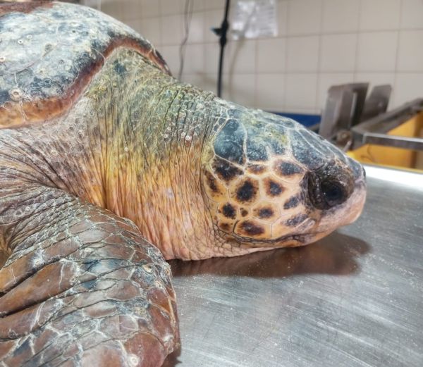 הצב נלכד בקרס החכה, מצילי החוף דאגו לחילוצו