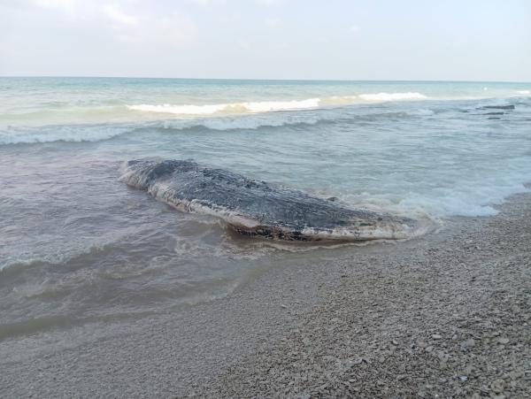 טרגדיה בחוף השרון: גופת לוויתן נמשתה מהים