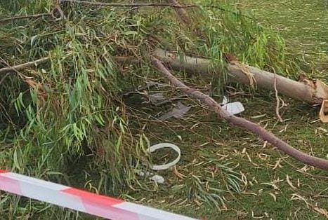 עין גב: גבר נפצע בינוני מנפילת ענף אקליפטוס