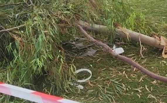 עין גב: גבר נפצע בינוני מנפילת ענף אקליפטוס