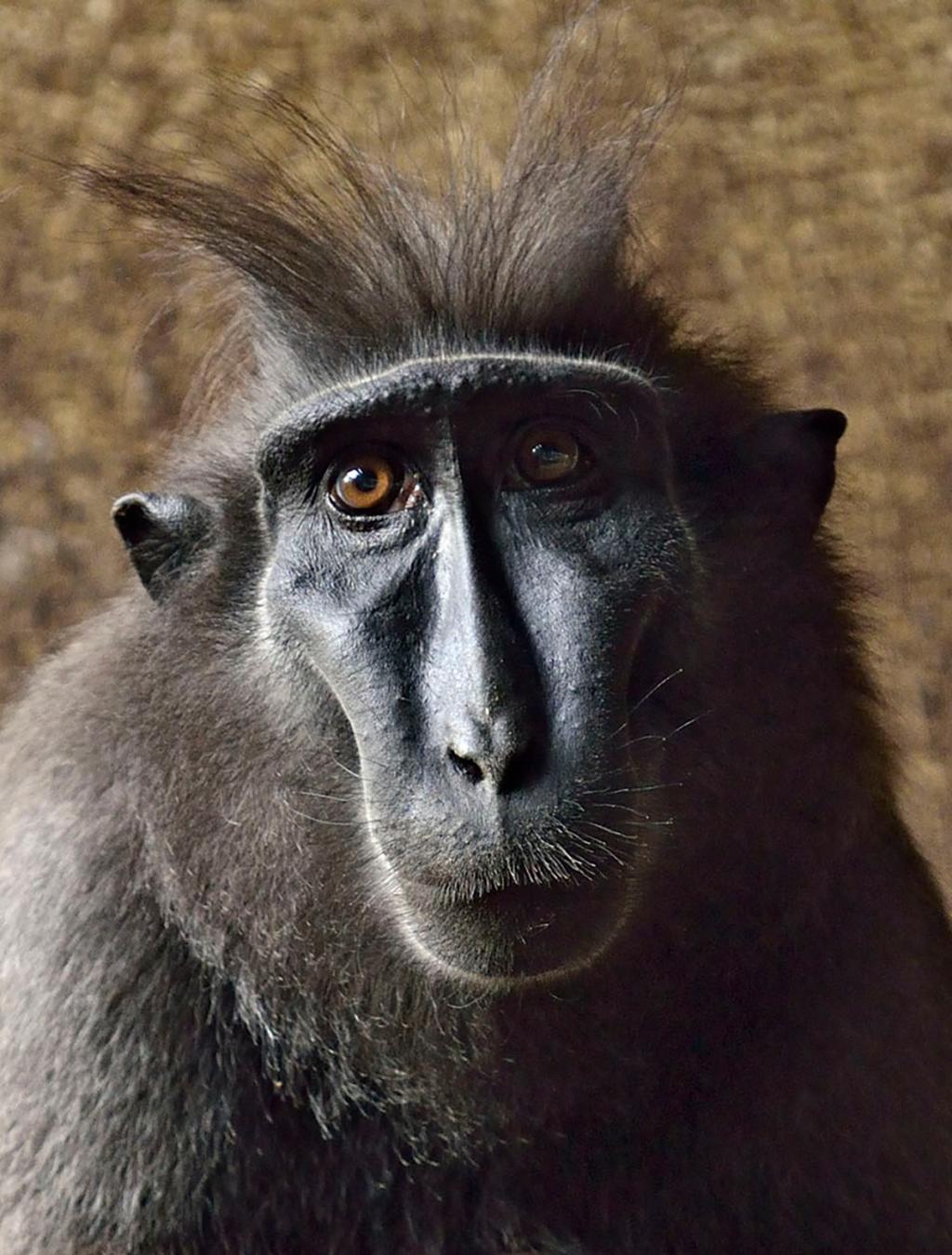 לאחר מחלה: הקופה האהובה הלכה לעולמה