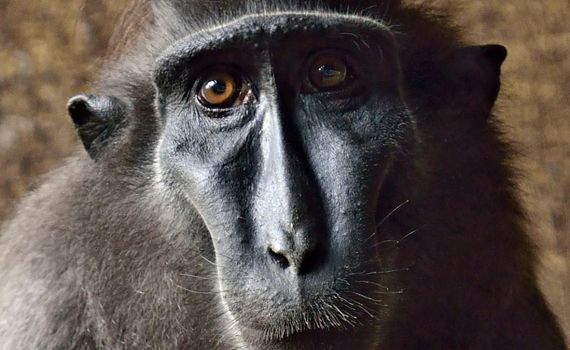 לאחר מחלה: הקופה האהובה הלכה לעולמה