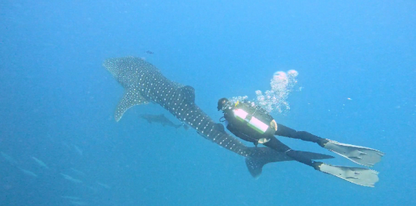 תצפית נדירה: כריש לוויתן תועד מבקר באילת