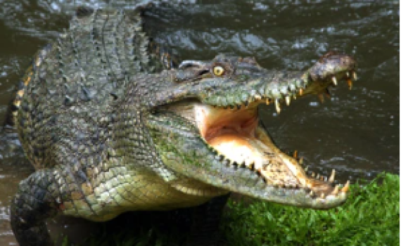 תיעוד מחריד מקוסטה ריקה: תנין תקף למוות כדורגלן