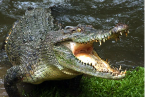 תיעוד מחריד מקוסטה ריקה: תנין תקף למוות כדורגלן