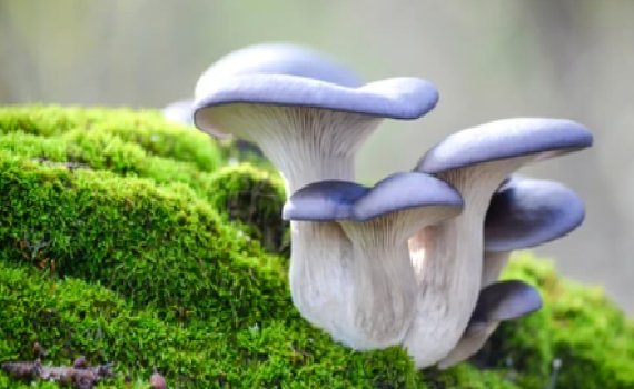 אישה הזמינה ארבעה לארוחה, שלוש מתו תוך יום