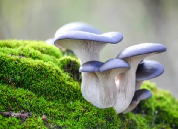 אישה הזמינה ארבעה לארוחה, שלוש מתו תוך יום