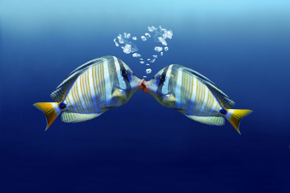 מונוגמיה במיטבה: על אהבה ויחסים מתחת לפני המים