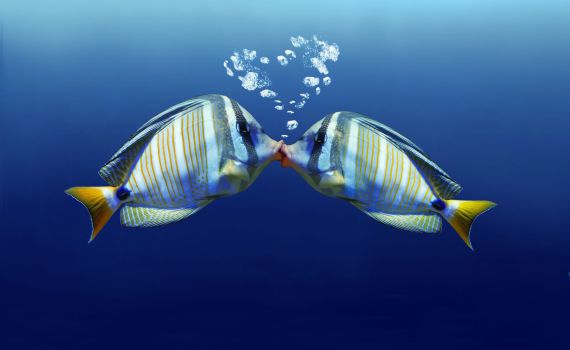 מונוגמיה במיטבה: על אהבה ויחסים מתחת לפני המים