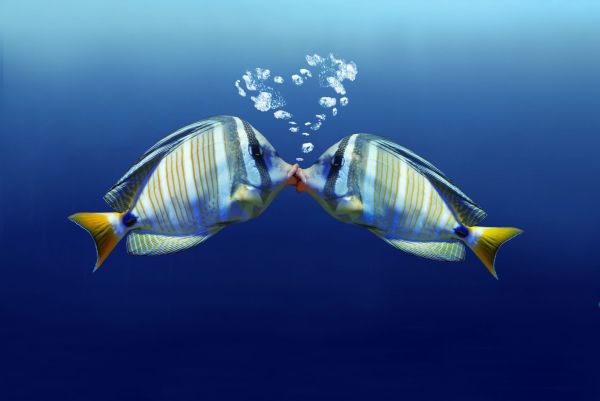 מונוגמיה במיטבה: על אהבה ויחסים מתחת לפני המים