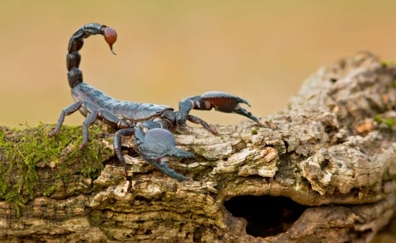 מכת עקיצות עקרבים בגליל: 3 ילדים נפגעו