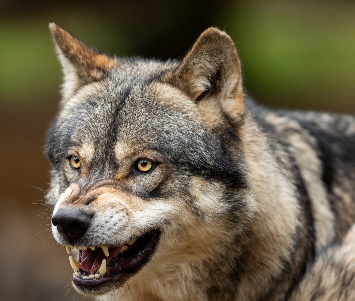 משרד הבריאות מזהיר: זאב נגוע בכלבת נמצא בגלבוע