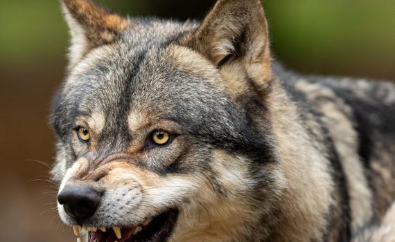 משרד הבריאות מזהיר: זאב נגוע בכלבת נמצא בגלבוע