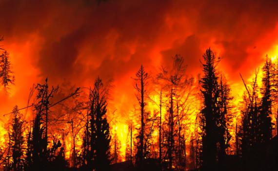 36 הרוגים בשריפות בהוואי, עשרות אלפי תושבים פונו