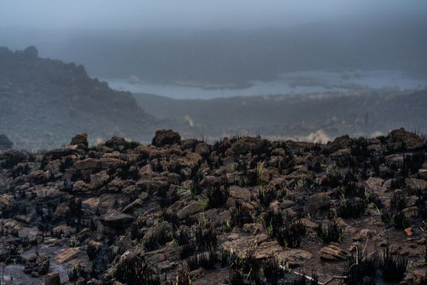 השריפות בהוואי: מניין ההרוגים עלה ל-99