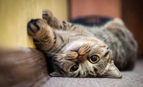 לכבוד יום החתול הבינלאומי: מספר עובדות שלא ידעתם