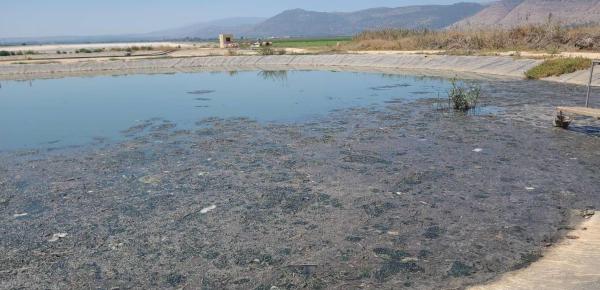 נמצאו יתושות נגועות בנגיף קדחת הנילוס בצפון ובמרכז