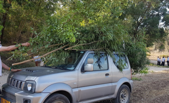 לקראת חג הסוכות: קק"ל תחלק לציבור סכך בחינם