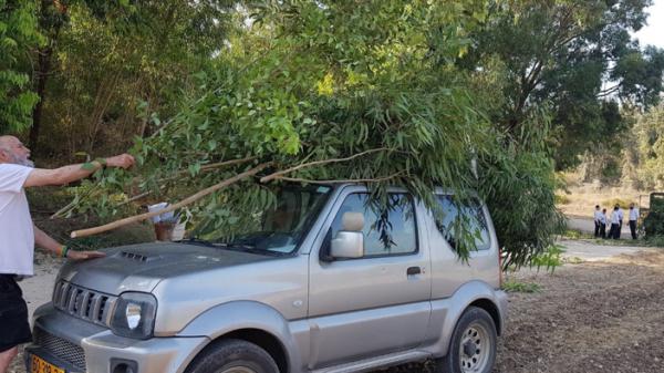 לקראת חג הסוכות: קק"ל תחלק לציבור סכך בחינם