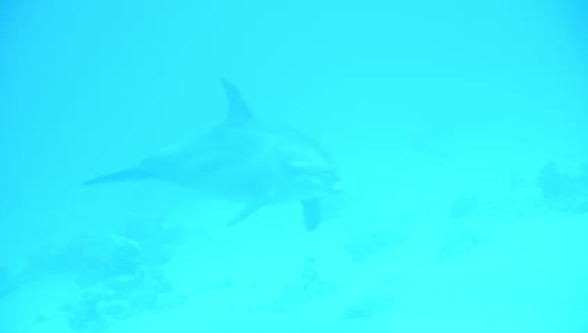 דרישת שלום: הדולפינה המגובננת קפצה לביקור