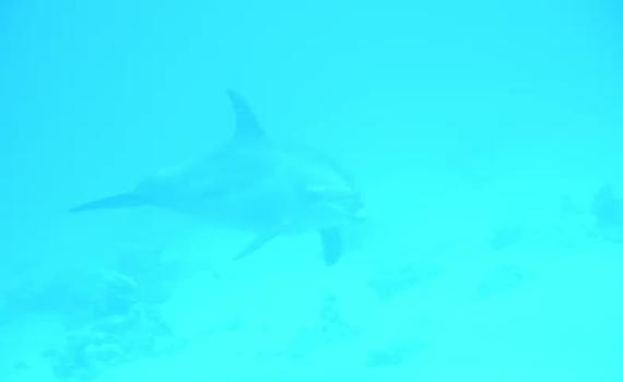 דרישת שלום: הדולפינה המגובננת קפצה לביקור