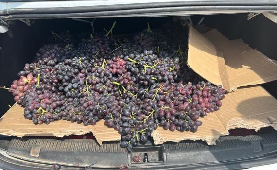 חשוד ערבי נתפס לאחר שגנב 110 קילו ענבים. צפו