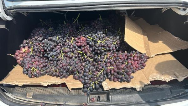 חשוד ערבי נתפס לאחר שגנב 110 קילו ענבים. צפו