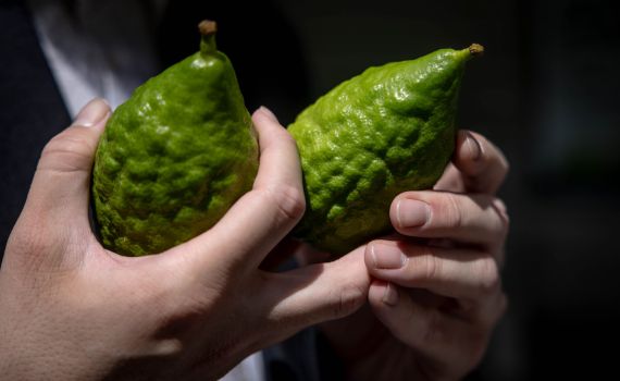 על 4 המינים ואחדות עם ישראל: המסר של הרבי מליובאוויטש לסוכות