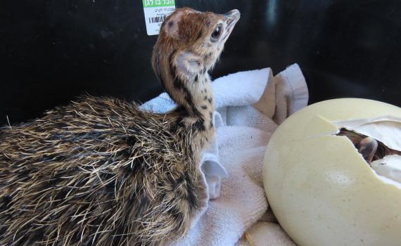 שבעת המופלאים: המחווה של הספארי לכוכבי זהו זה