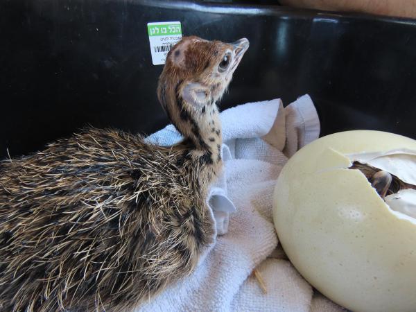 שבעת המופלאים: המחווה של הספארי לכוכבי זהו זה