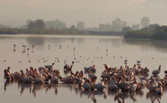 מדהים: קבלת הפנים של הפלמינגו לשקנאים. צפו
