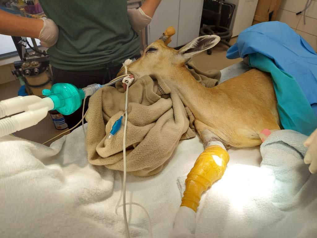 גבס שהודפס בתלת מימד ריפא את היעלה הפצועה