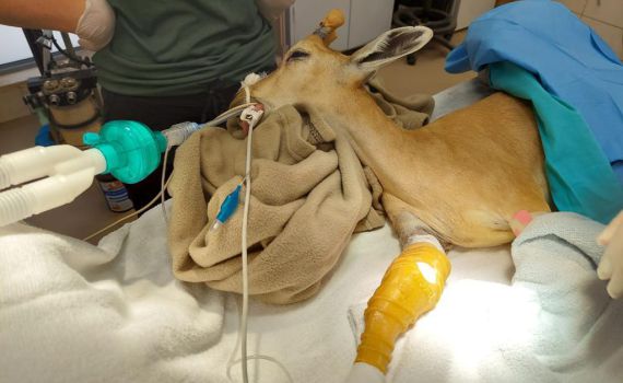 גבס שהודפס בתלת מימד ריפא את היעלה הפצועה