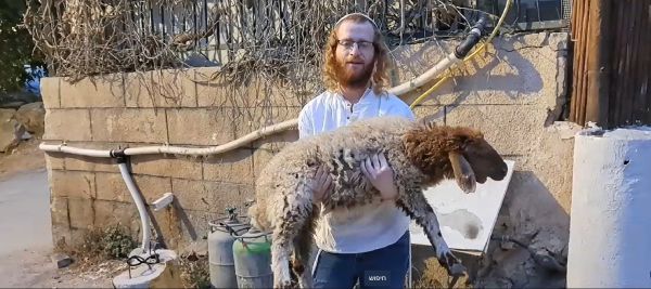 פעיל חוזרים להר נעצר עם כבש: "החוזה נפתח"